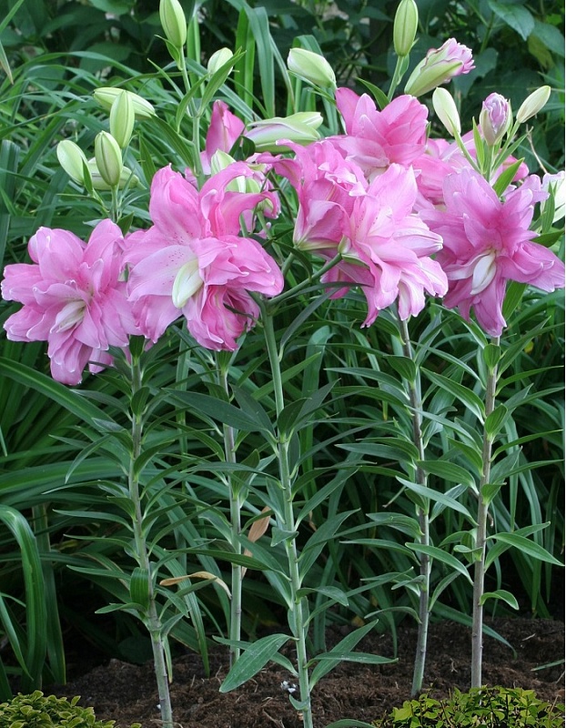 Лилия Лотус Уандер 